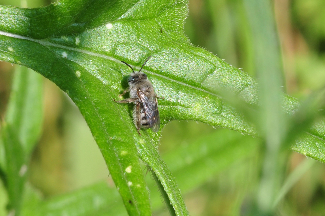 Apidae: cfr. Tetralonia sp., femmina